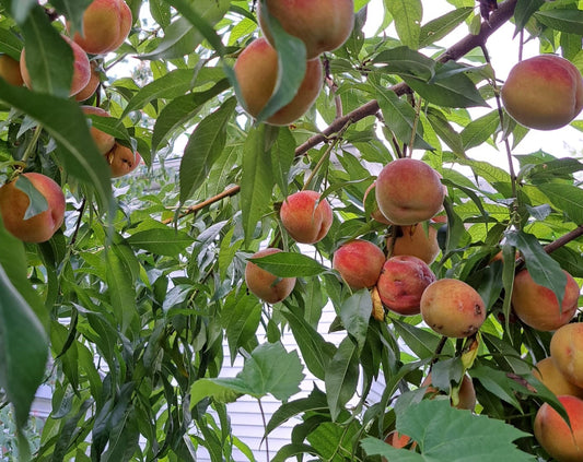 Aitkin Peach