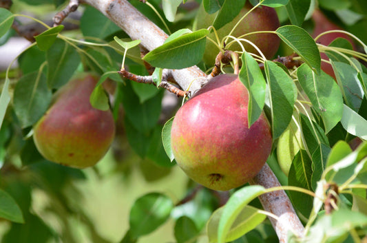 Flemish Beauty Pear