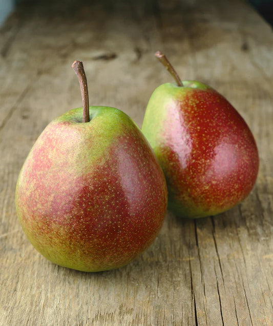 Flemish Beauty Pear