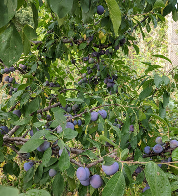 Mount Royal plum