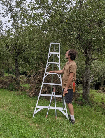 Fruit tree pruning can take place in late winter, early spring, or in mid-summer, as pictured here.