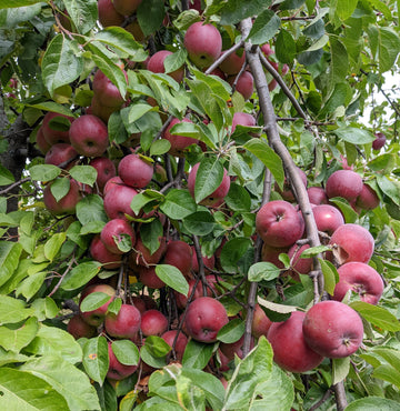 Fruit tree pruning, and thinning, are important tasks to get an annual harvest.