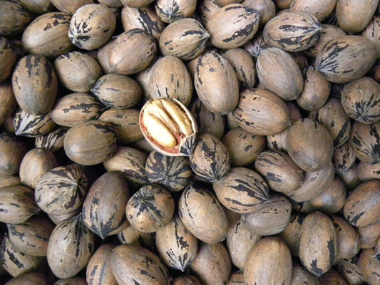 Hardy pecan seedlings