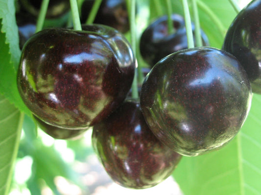 Sweet Cherry: Sandra Rose