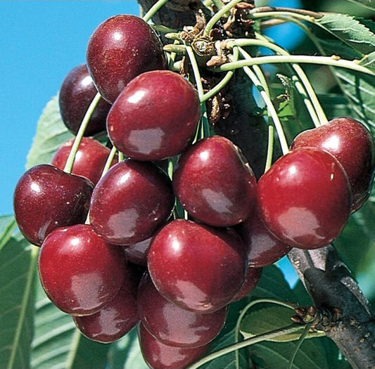 Stella, a self-fertile sweet cherry.
