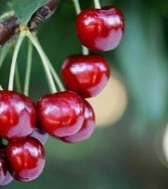 Sweet cherry: Sweetheart