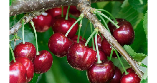 Sweet cherry: Compact Van