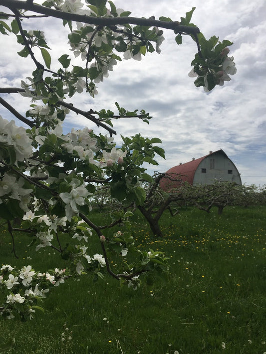 Heirloom apples in bloom at Springmead Farm 2020