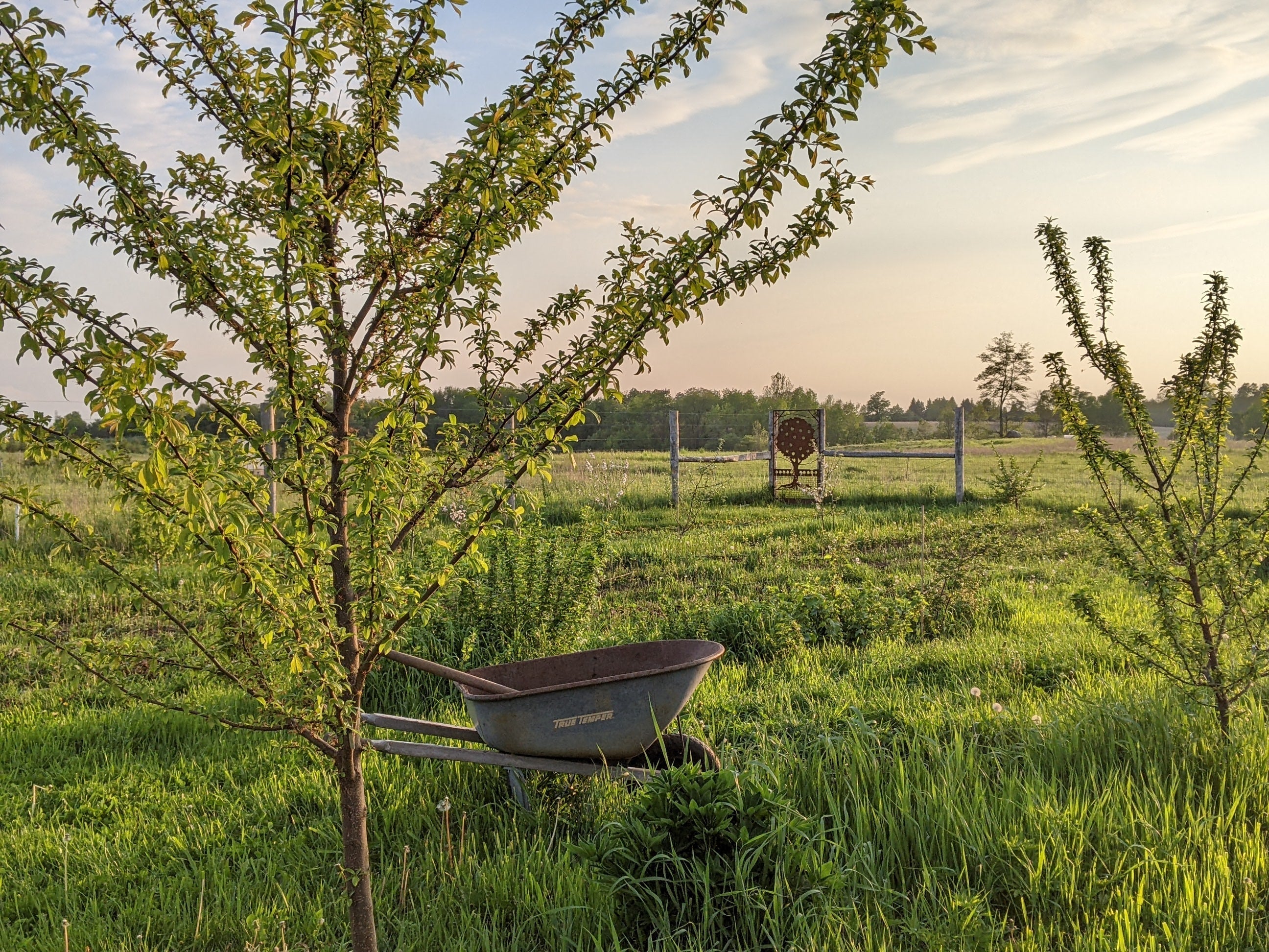 My advice on planting trees – The Urban Orchardist