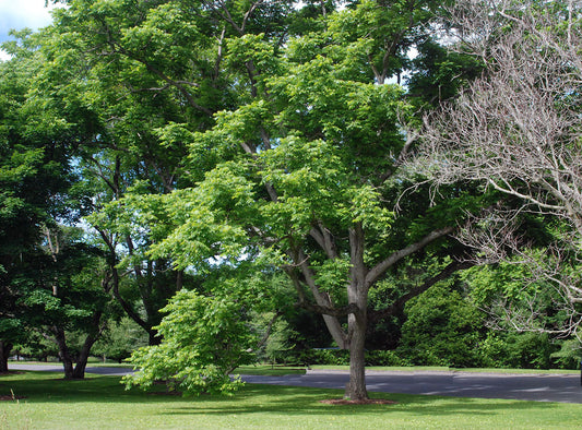 Can heartnuts have a place here? Thoughts on naturalization and hybridization