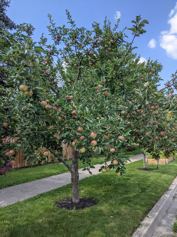 Guelph community grafting project