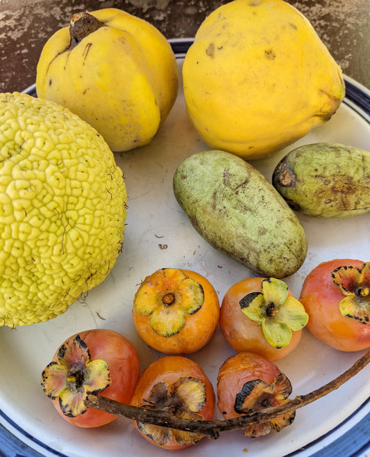 My analysis of a recent article about pawpaws in Ontario
