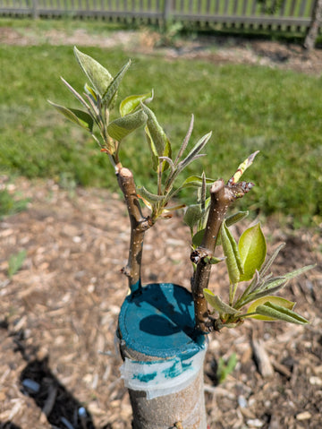 Topworking - a grafting method using mature trees as rootstock