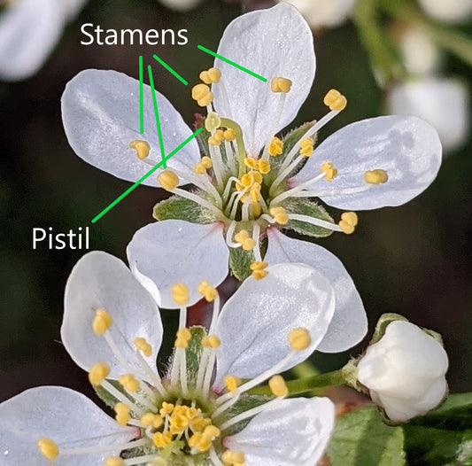 Fruit tree pollination