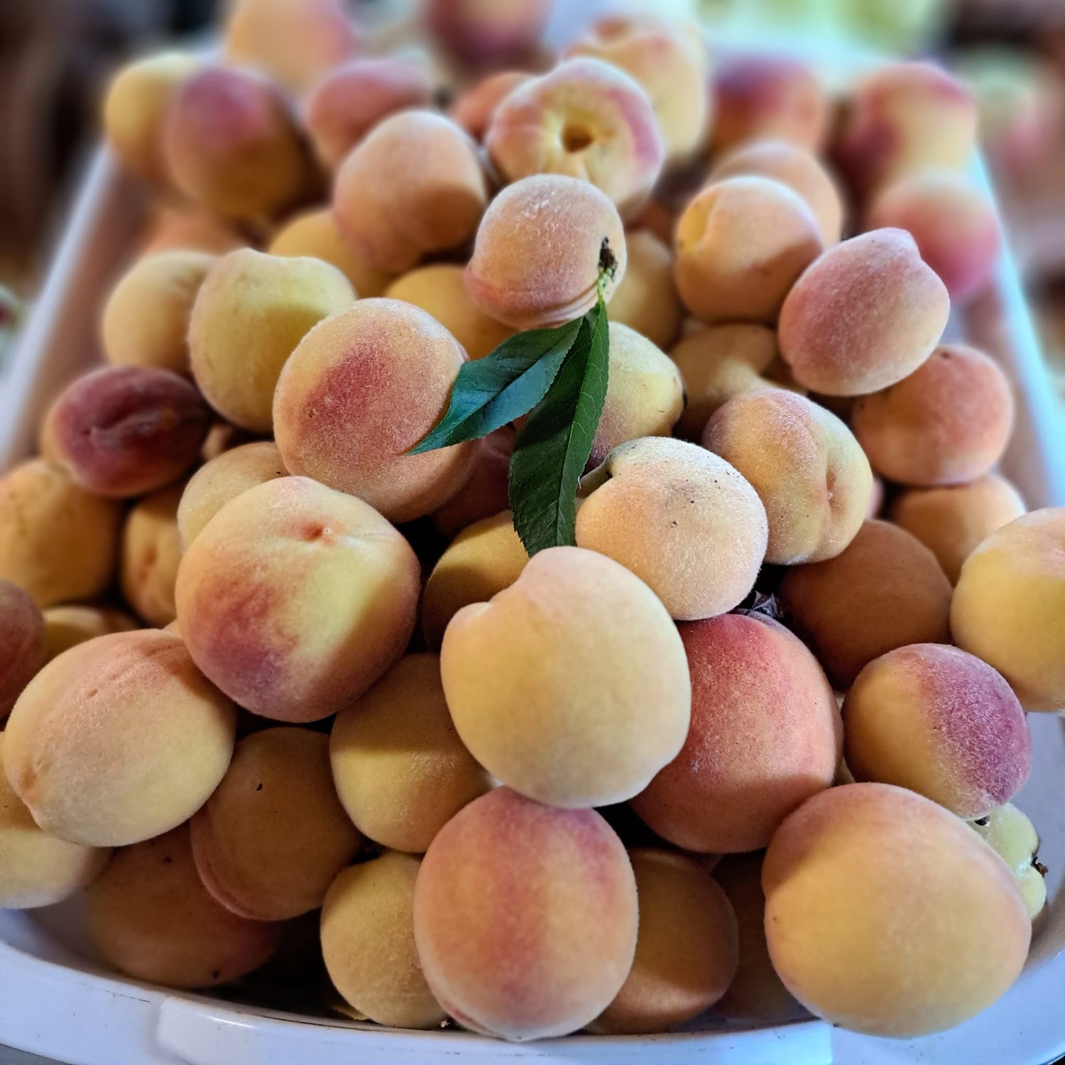 Peaches from a local Guelph peach variety, the Aitkin peach.