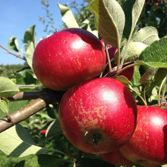 Apple trees – The Urban Orchardist