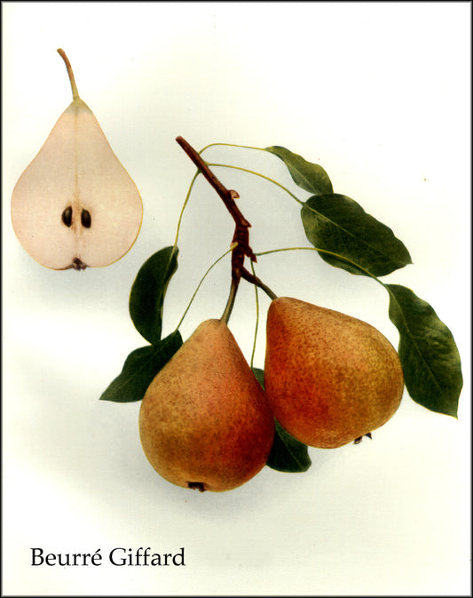 Beurre Giffard pear