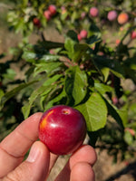 Burbank plum