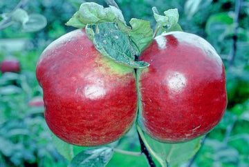 Cortland apple