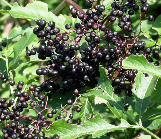 Elderberry