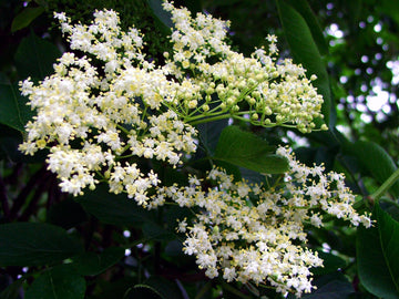 Elderberry