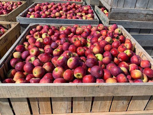 Empire apple