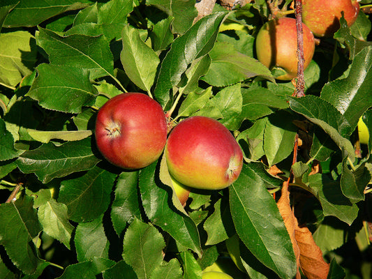 Gala apple