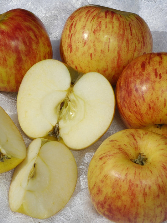 Gravenstein apple