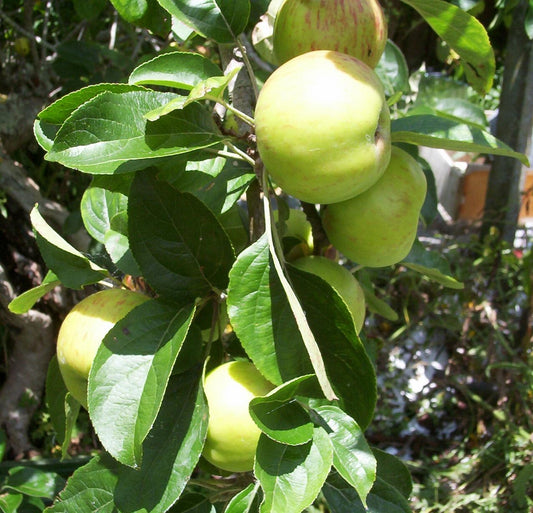 Gravenstein apple