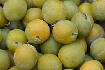 Greengage plum