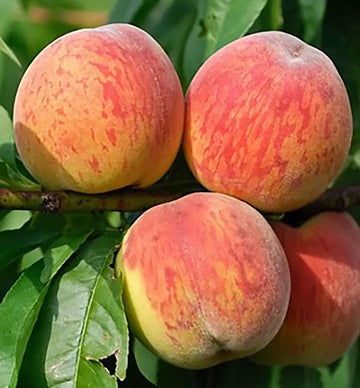 Harbrite Peach