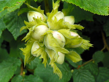 Hazelnut seedlings