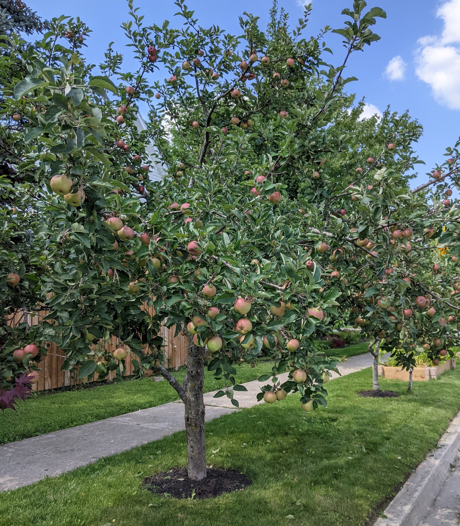 An apple tree full of fruit, next to a sidewalk for everyone to share. 