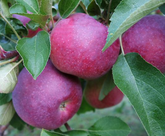 Macoun apple