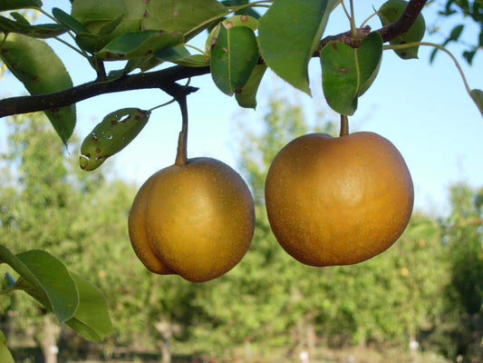 Meigetsu pear