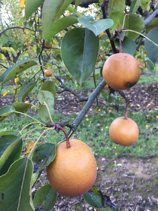 Meigetsu pear
