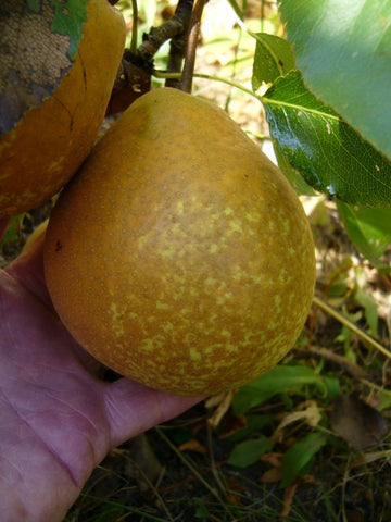 Mishirasu pear