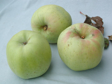 Newtown Pippin Apple