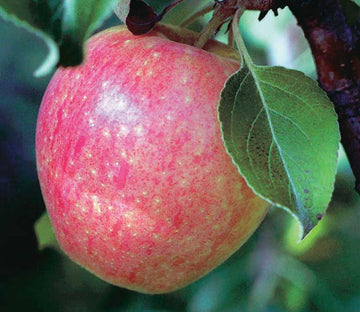 Norkent Apple
