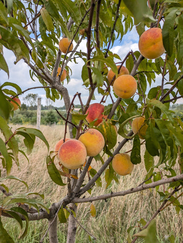 Frost peach