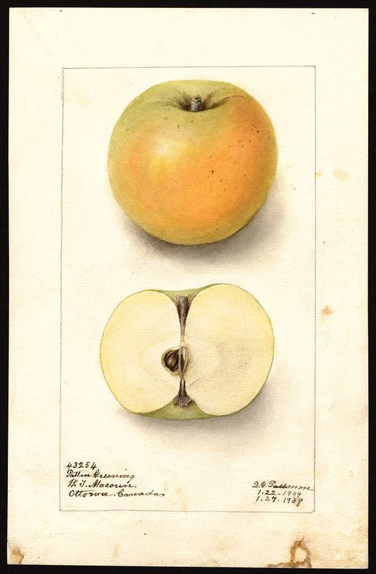 Patten Greening apple