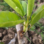 Apple rootstock