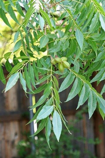 Hardy pecan seedlings