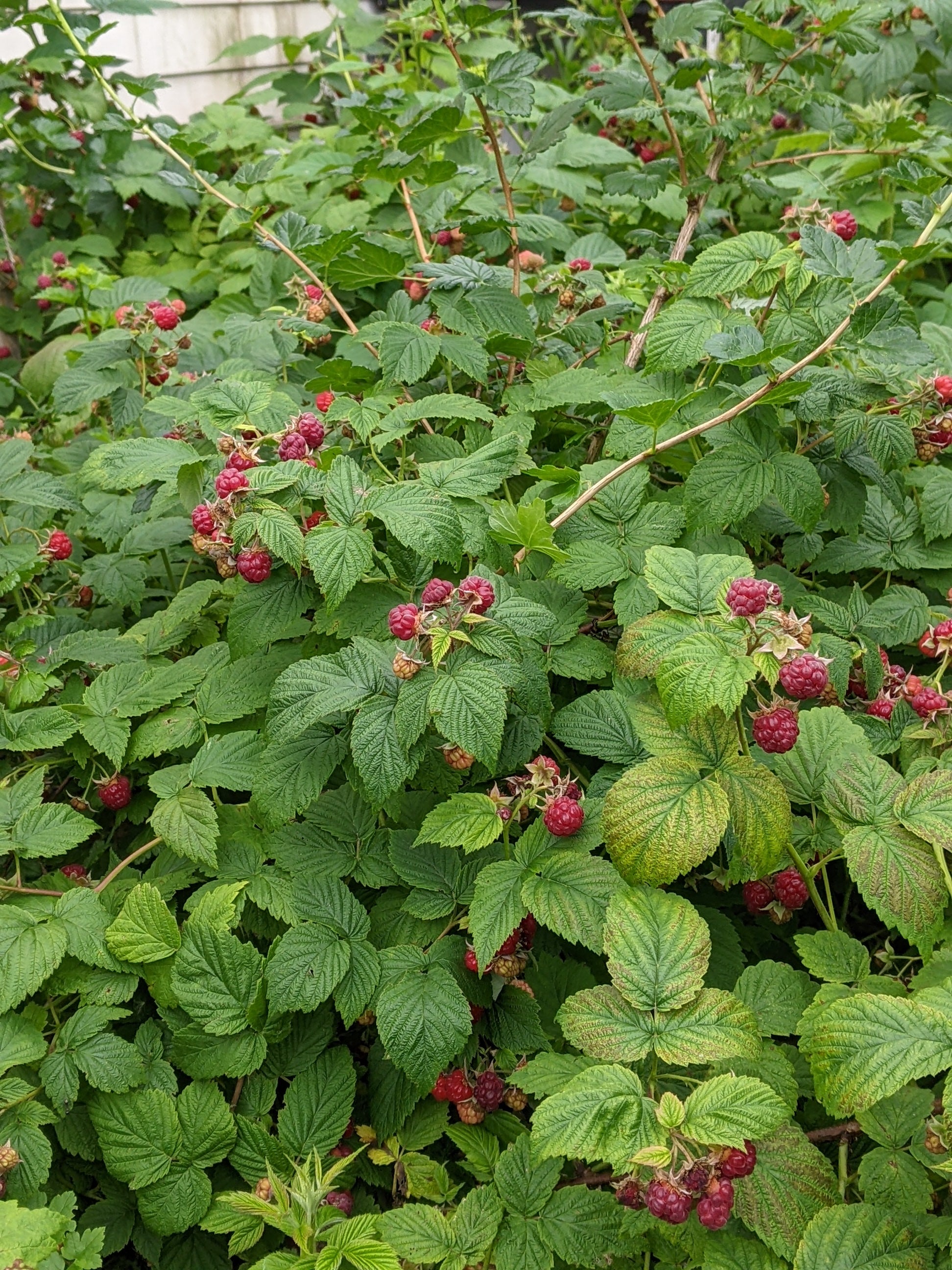 Raspberry canes – The Urban Orchardist