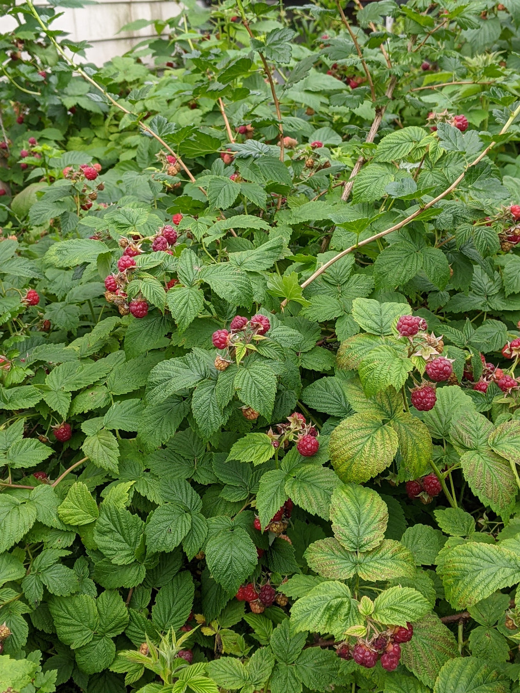 Empty Raspberry Cane Raspberries – The Urban Orchardist