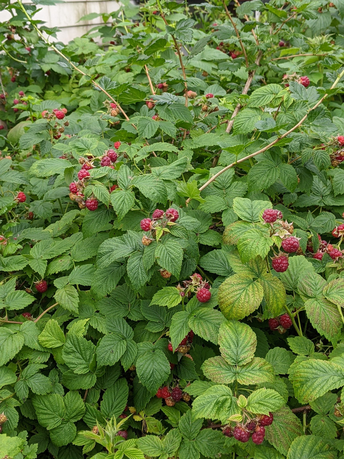 Raspberry canes – The Urban Orchardist