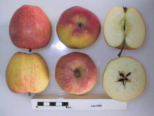 Salome Apple