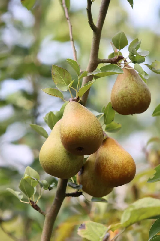 Pear trees – The Urban Orchardist