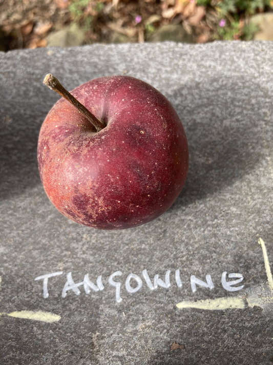 Tangowine