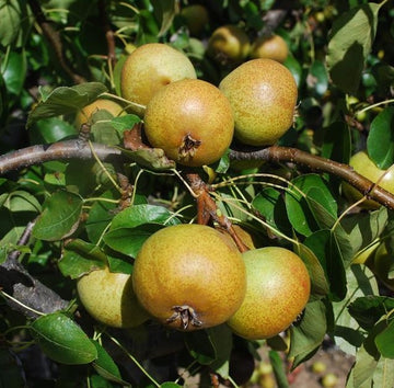 Taynton Squash perry pear